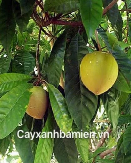 CÂY TRỨNG GÀ