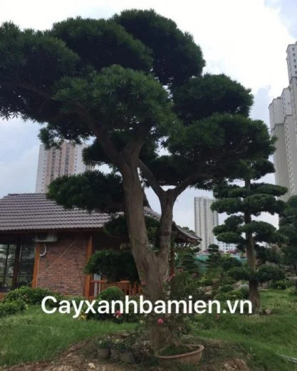 CÂY TÙNG LA HÁN