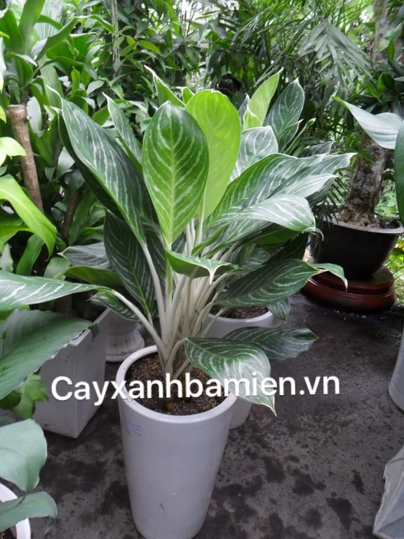 CÂY BẠCH MÃ