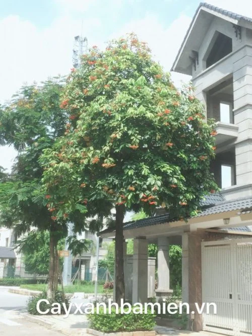 Cây sang
