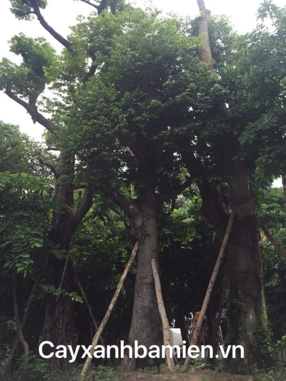 CÂY THỊ