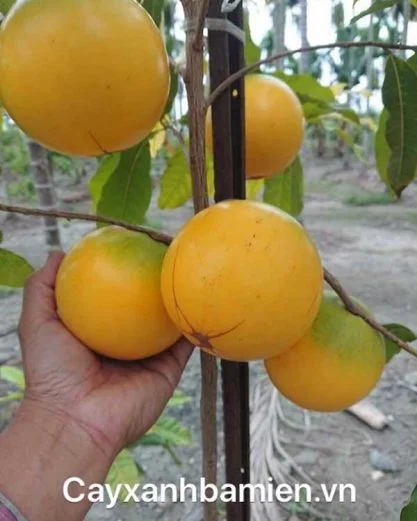 Cây Vú Sữa Hoàng Kim.