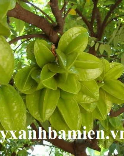 Cây khế
