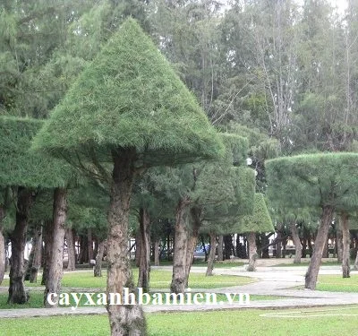 cay-phi-lao-1 Cây phi lao