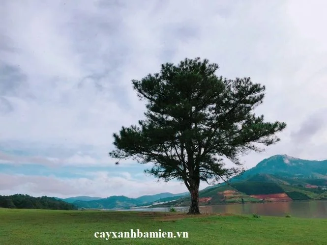 Cây thông Đà Lạt