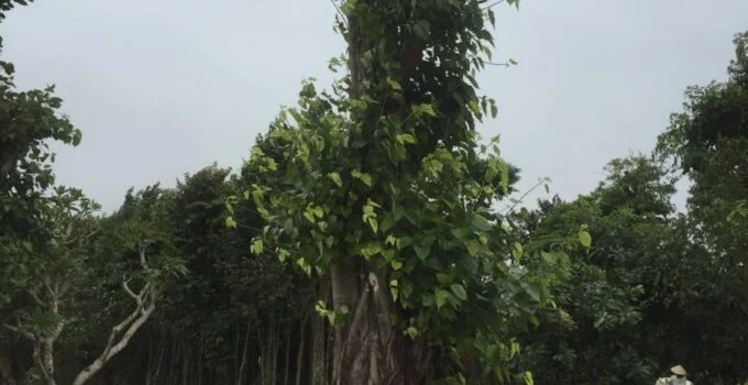 Tư vấn trồng cây tâm linh