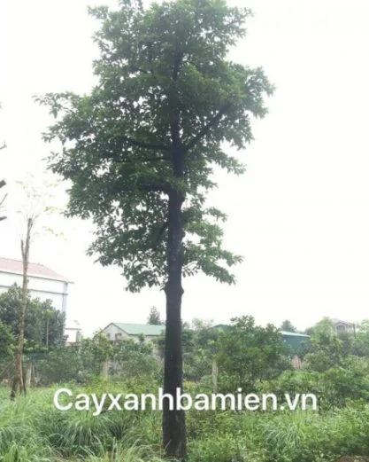 Ý nghĩa phong thủy cây Chay