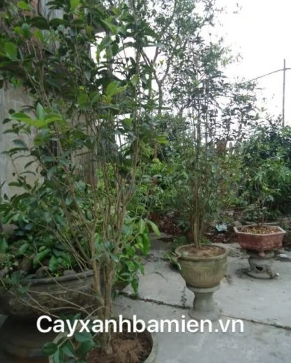 Ý nghĩa phong thủy cây Mộc Hương